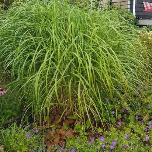 Prairie cordgrass (Sporobolus michauxianus)-i