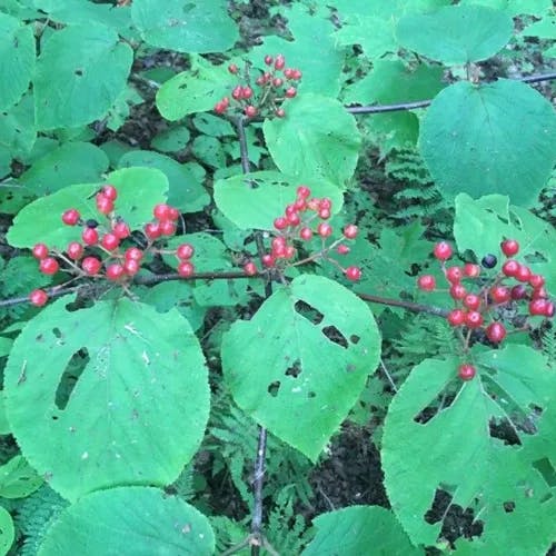 Hobblebush (Viburnum lantanoides)-i