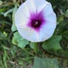 サツマイモ（薩摩芋） (Ipomoea batatas)-i