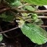 ワサビ（山葵） (Eutrema japonicum)-i