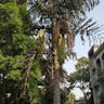 Jaggery palm (Caryota urens)-i