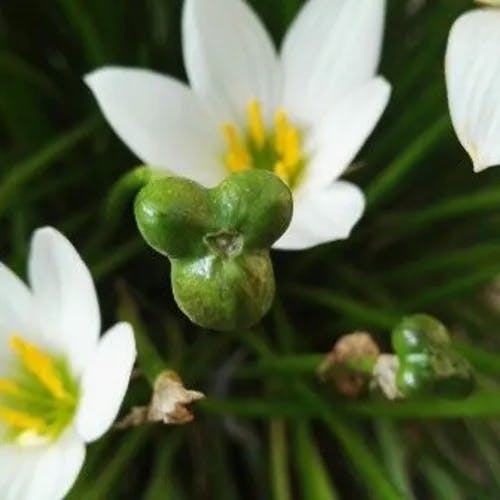 Zephyr-lily (Zephyranthes candida)-i