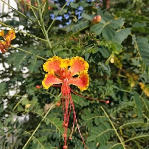 オオゴチョウ（大胡蝶） (Caesalpinia pulcherrima)-i