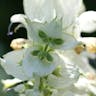 クラリセージ (Salvia sclarea)-i