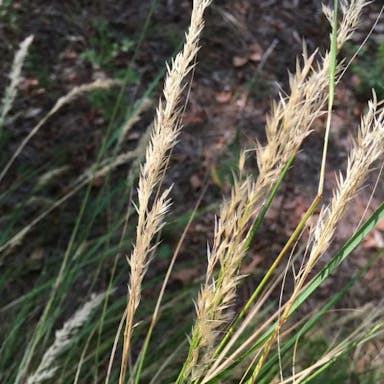 Korean feather reed grass