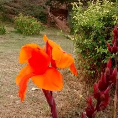 ダンドク（檀特） (Canna indica)-i