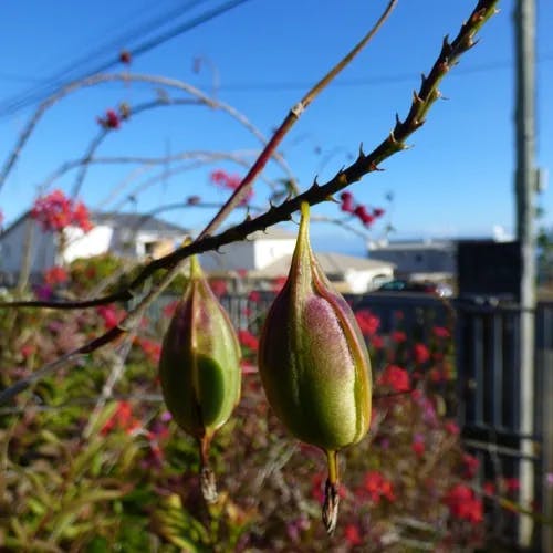 Fire star orchid (Epidendrum radicans)-i