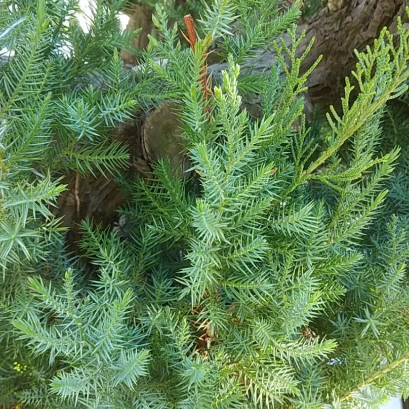 イブキ（伊吹） (Juniperus chinensis)-i