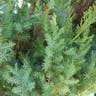 イブキ（伊吹） (Juniperus chinensis)-i