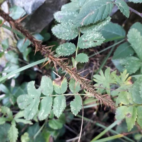 Burnet rose (Rosa spinosissima)-i