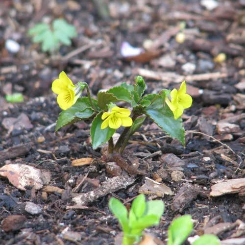 オオバキスミレ（大葉黄菫） (Viola brevistipulata)-i