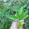 Toothed spurge (Euphorbia dentata)-i