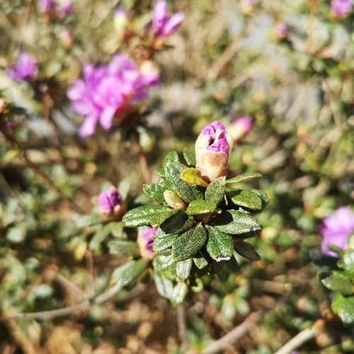 サカイツツジ（堺躑躅） (Rhododendron lapponicum)-i