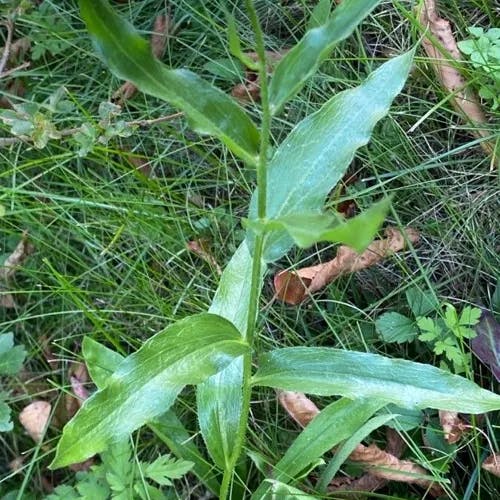 Aspen daisy (Erigeron speciosus)-i