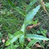 Aspen daisy (Erigeron speciosus)-i