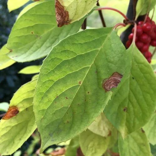 チョウセンゴミシ（朝鮮五味子） (Schisandra chinensis)-i