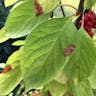 チョウセンゴミシ（朝鮮五味子） (Schisandra chinensis)-i