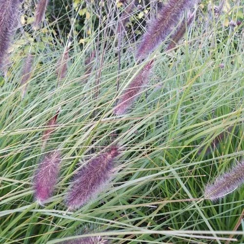 チカラシバ（力芝） (Pennisetum alopecuroides)-i