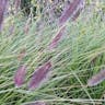 チカラシバ（力芝） (Pennisetum alopecuroides)-i