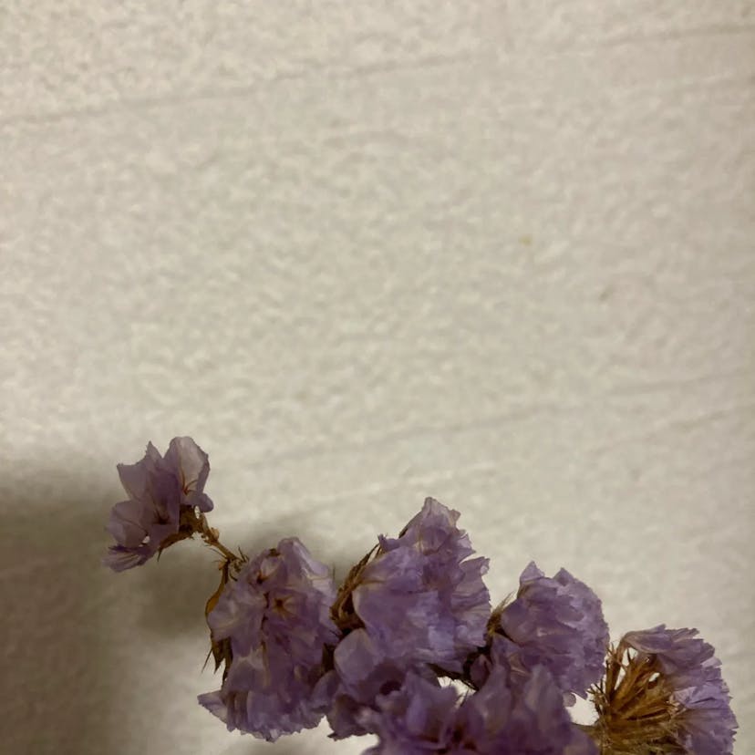 スターチス (Limonium sinuatum)-i