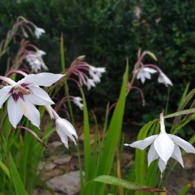 Acidanthera