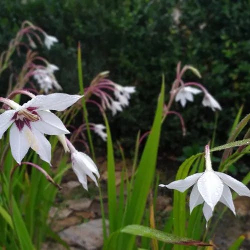 Acidanthera (Gladiolus murielae)-i