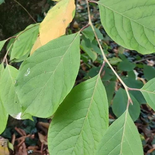 アサガラ（麻殻） (Pterostyrax corymbosus)-i