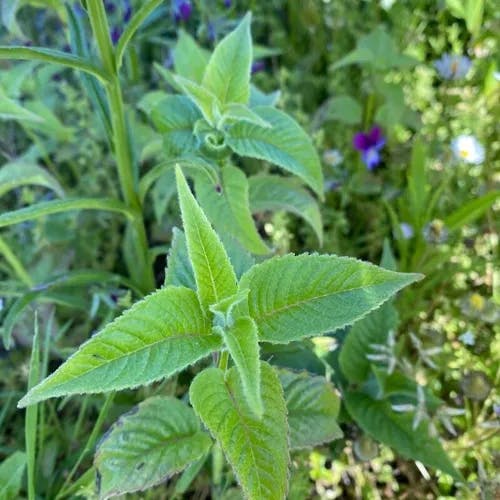 タイマツバナ（松明花） (Monarda didyma)-i