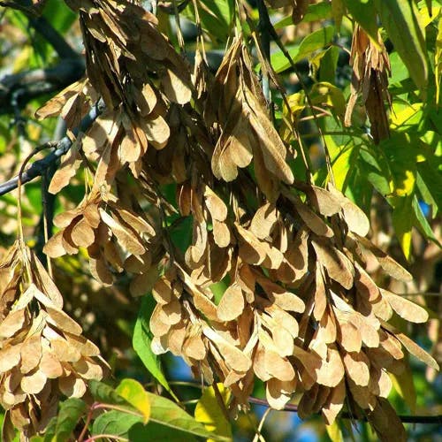 アメリカハナノキ（亜米利加花木） (Acer rubrum)-i