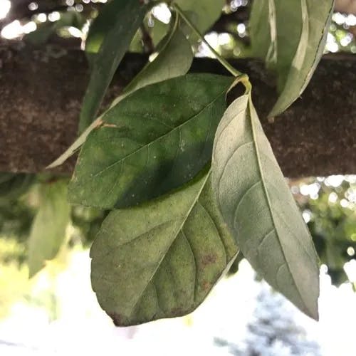 Shamel ash (Fraxinus uhdei)-i