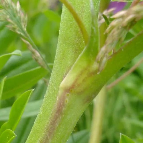 ルピナス (Lupinus polyphyllus)-i