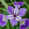 Toughleaf iris (Iris tenax)-i