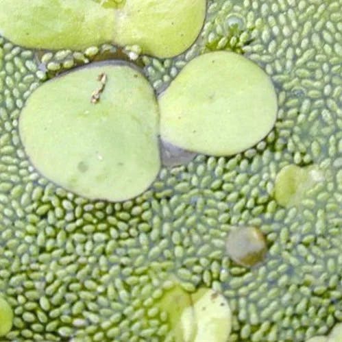 ミジンコウキクサ（微塵子浮草） (Wolffia globosa)-i