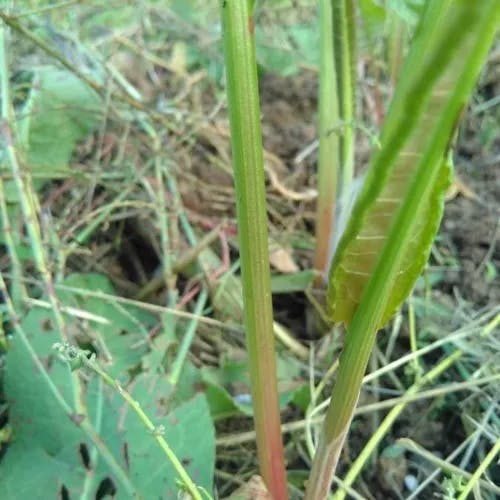 ナガバギシギシ（長葉羊蹄） (Rumex crispus)-i