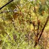 Red shank (Adenostoma sparsifolium)-i