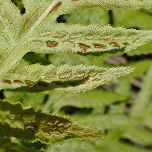 Giant chain fern (Woodwardia fimbriata)-i