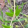 ヒナギキョウ（雛桔梗） (Wahlenbergia marginata)-i