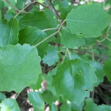 European aspen