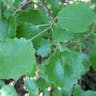 European aspen (Populus tremula)-i