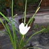 Zephyr-lily (Zephyranthes candida)-i