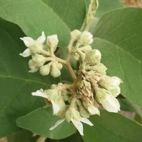 ヤンバルナスビ（山原茄子） (Solanum erianthum)-i