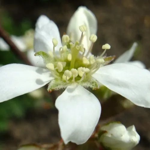 Allegheny serviceberry (Amelanchier arborea)-i