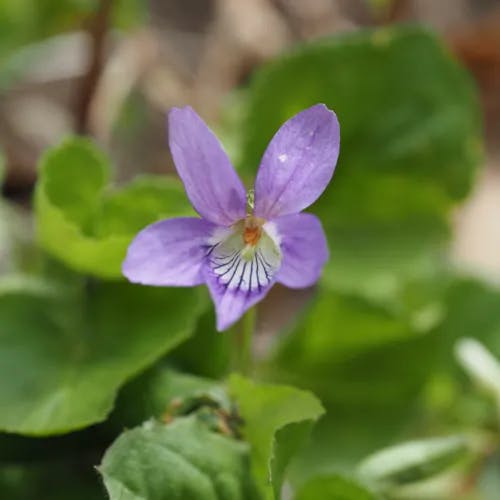 オオタチツボスミレ（大立壺菫） (Viola kusanoana)-i