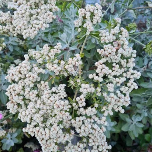 St. catherine's lace (Eriogonum giganteum)-i