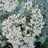 St. catherine's lace (Eriogonum giganteum)-i