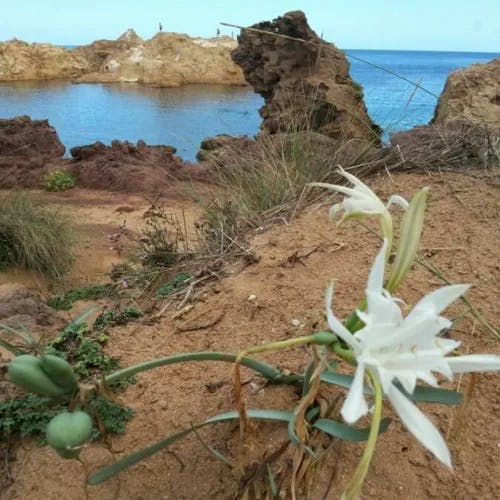 Sea-daffodil (Pancratium maritimum)-i