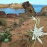 Sea-daffodil (Pancratium maritimum)-i