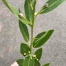 California-laurel (Umbellularia californica)-i