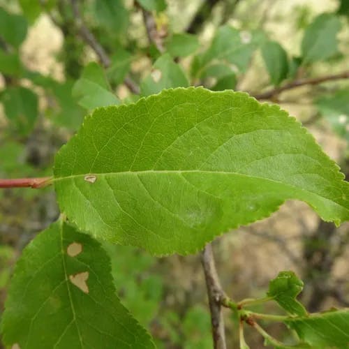 プルーン (Prunus domestica)-i