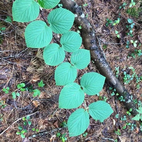 Hobblebush (Viburnum lantanoides)-i